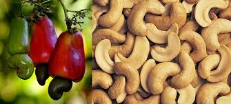 Manufacturers Exporters and Wholesale Suppliers of Cashew Nut KOLLAM Kerala